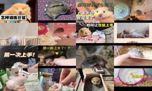 怎么训练公婆仓鼠上手 - 训练仓鼠上手-第1张图片-漂亮宠物百科网