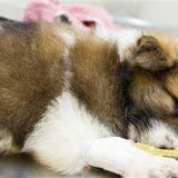 “幼犬杀手”犬细小可能就在身边,主人如何保障狗狗健康?