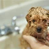 戈赞:喂养幼犬的十个关键点快搬好小板凳做笔记啦