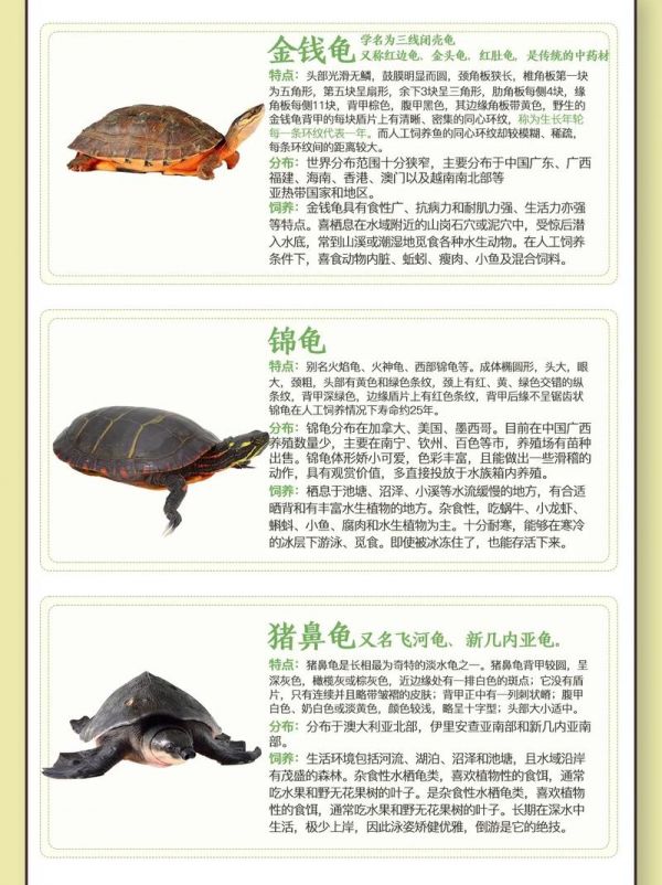 宠物龟的种类,宠物龟的种类及价格