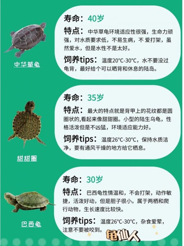宠物龟的种类,宠物龟的种类及价格