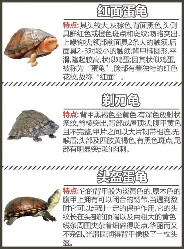 宠物龟的种类,宠物龟的种类及价格