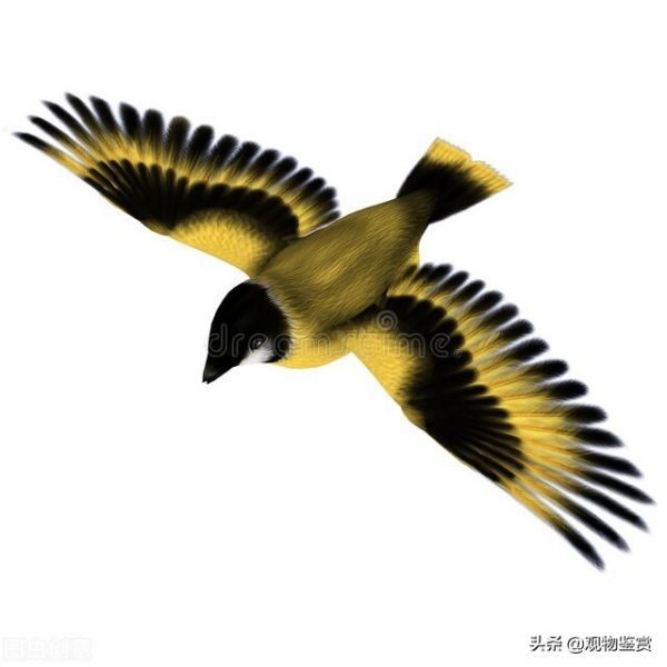 怎么让玉鸟开口叫，教你4个方法，让它的叫声洪亮悦耳