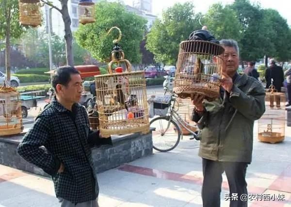 关于养鸟的一些答疑解惑