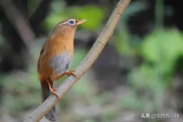 关于养鸟的一些答疑解惑
