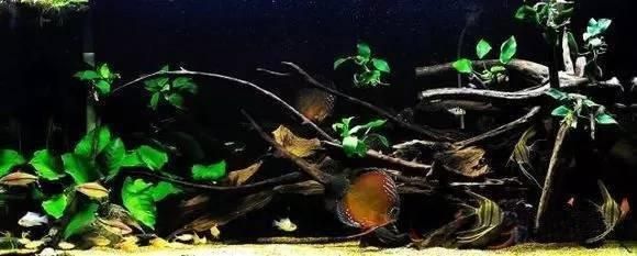 “水族之王”七彩神仙鱼，配一缸水草，这种享受值得拥有