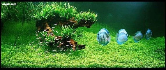 “水族之王”七彩神仙鱼，配一缸水草，这种享受值得拥有