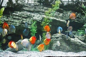 “水族之王”七彩神仙鱼，配一缸水草，这种享受值得拥有