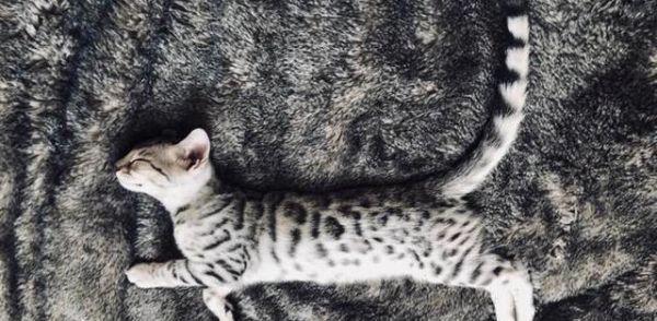 选猫的注意事项，保你选猫不后悔！