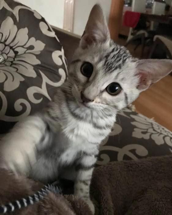 选猫的注意事项，保你选猫不后悔！