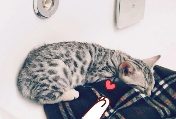 选猫的注意事项，保你选猫不后悔！