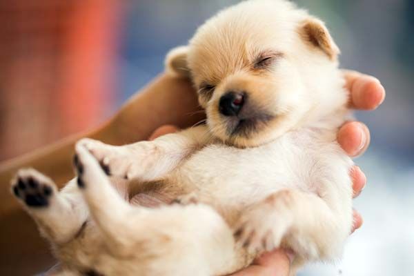 幼犬喂食的 6 个要点！小狗身体虚弱，主人可要注意了 
