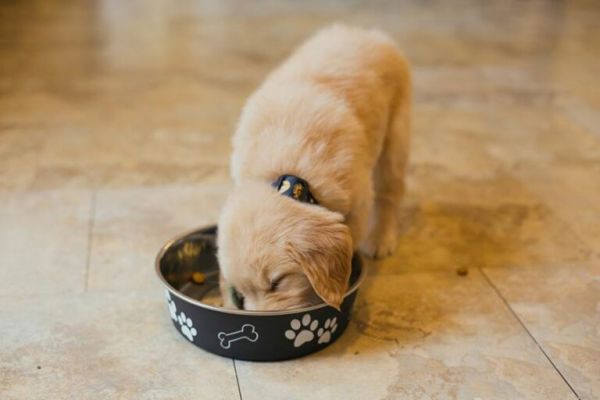 幼犬喂食的 6 个要点！小狗身体虚弱，主人可要注意了 