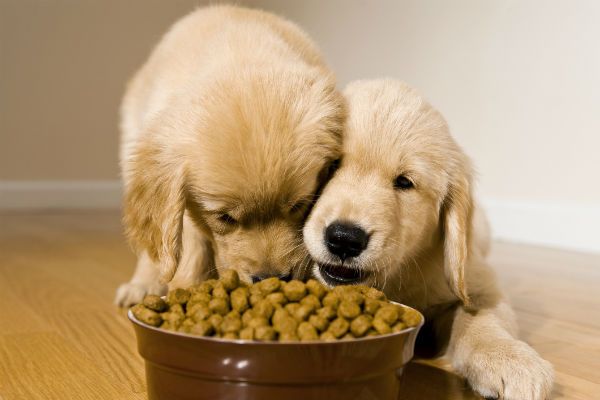 幼犬喂食的 6 个要点！小狗身体虚弱，主人可要注意了 