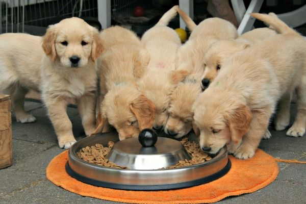 幼犬喂食的 6 个要点！小狗身体虚弱，主人可要注意了 