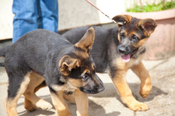 两只德国牧羊犬小狗在玩耍