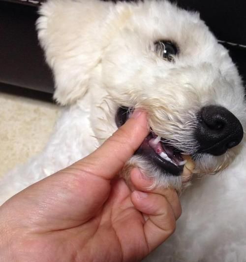 狗狗通病大揭秘！（了解宠物健康问题，让你的狗狗更健康）