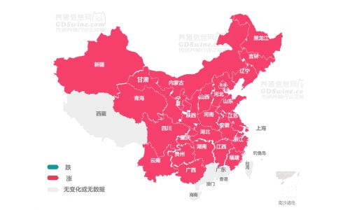 【广州迈微特约-今日猪价】2024年5月16日 一片红！大面积上涨