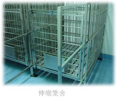 小型猪饲养