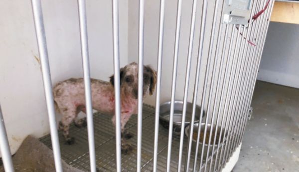 图为当局在为Shake A Paw宠物店提供宠物犬的后院繁殖点所拍摄的现场状况。