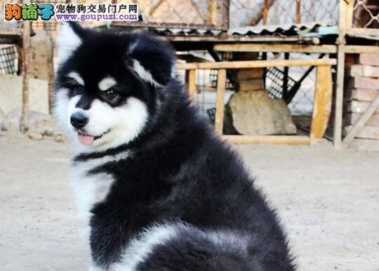 阿拉斯加幼犬的照顾：饮食营养和补钙事项