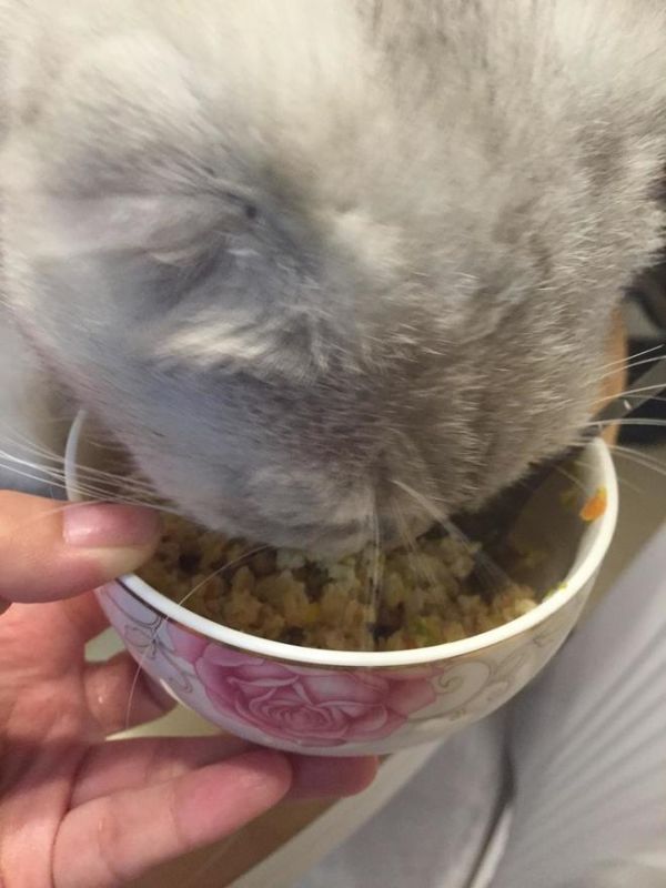 湿猫粮的做法