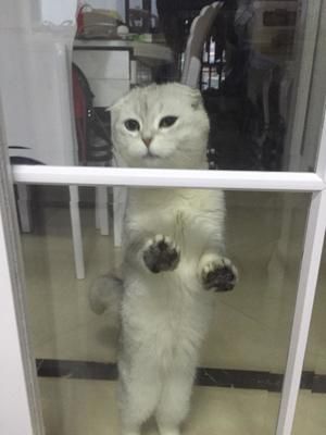 湿猫粮的做法 步骤3