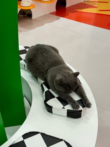 喵喵会争宠！深圳这里真是好治愈❤️‍啊