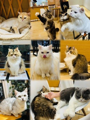 深圳猫咖｜被哈基米包围啦