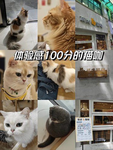 在龙华‼️猛虎猫咖‼️