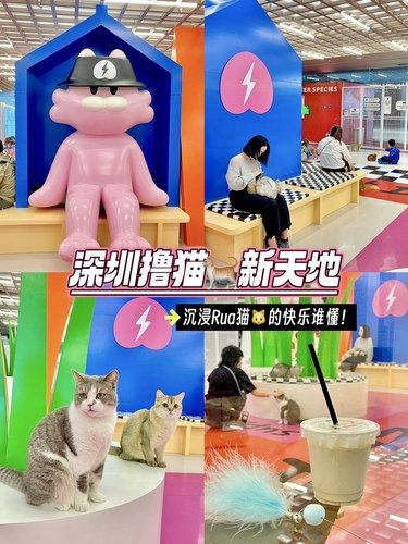 深圳人气猫咪乐园！沉浸式吸猫从这里开始！！