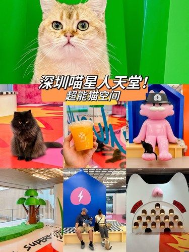 被这一屋子的喵喵治愈到了！！