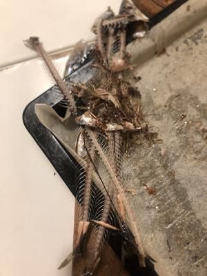 No食用胶No诱食剂No防腐剂猫咪湿粮的做法 步骤5