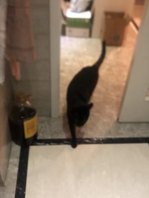 No食用胶No诱食剂No防腐剂猫咪湿粮的做法 步骤9