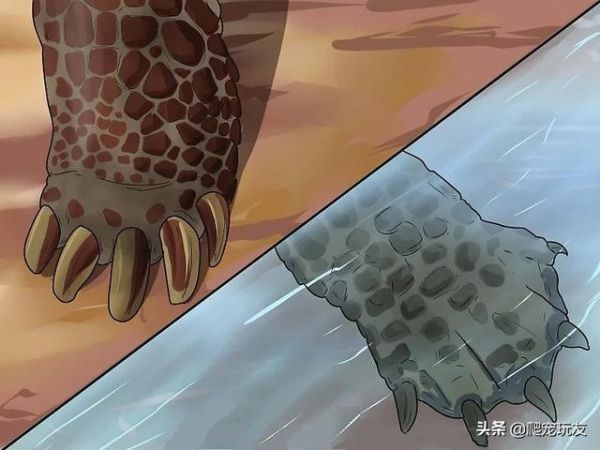 乌龟还有这样几个冷知识，你听说过吗？