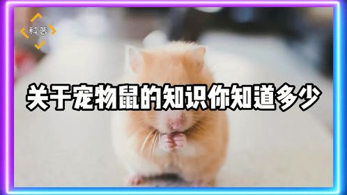 关于宠物鼠的知识你知道多少？