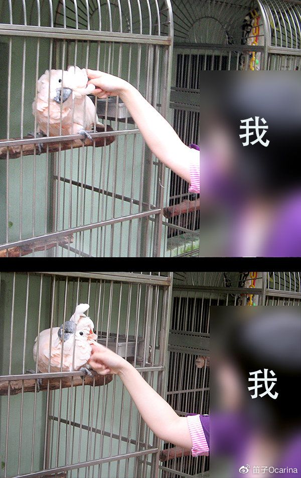 拍摄于新加坡国立动物园。这只鹦鹉会主动把脖子贴近铁栅栏，让人用手指挠它。当时我挠了15分钟，鹦鹉还不停变换着姿势，这边挠舒服了就变个姿势让人挠另一边。