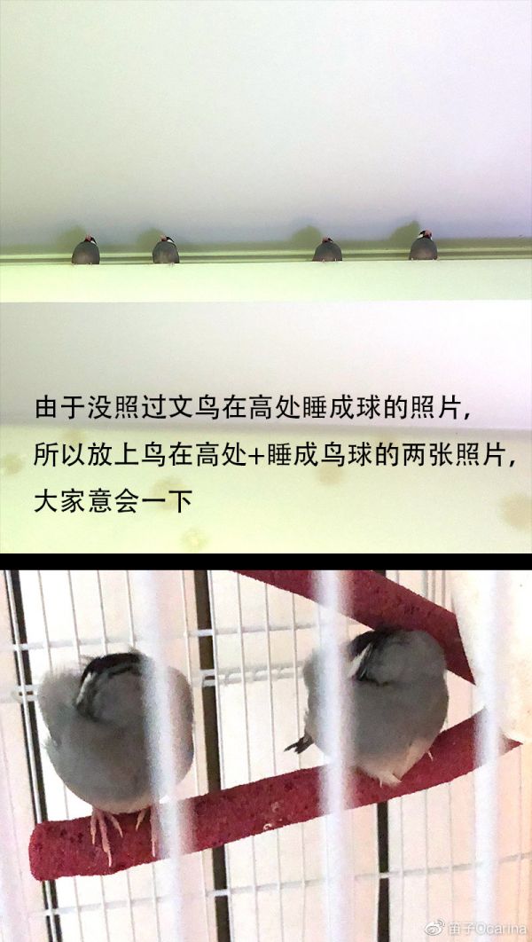 睡觉的鸟。
