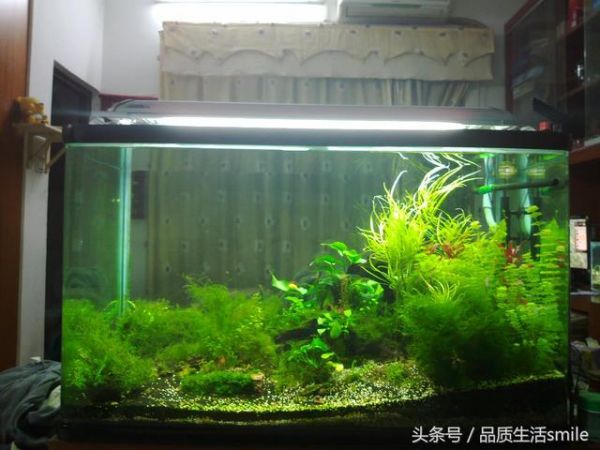 建立鱼缸生态系统需要培养的四种菌种