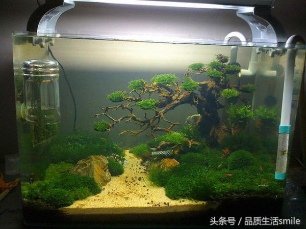 建立鱼缸生态系统需要培养的四种菌种