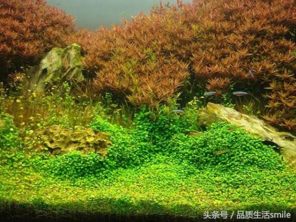 建立鱼缸生态系统需要培养的四种菌种