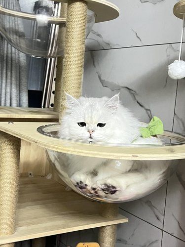 小猫委屈脸