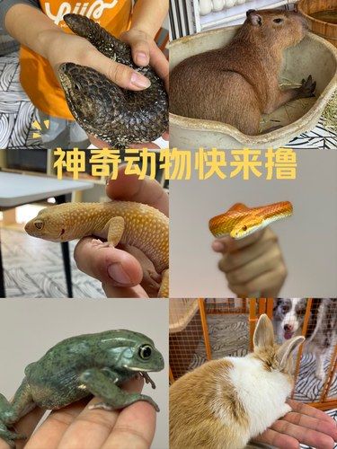 神奇动物在哪里