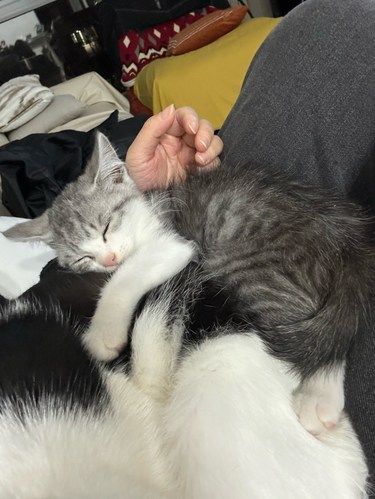 世界破破烂烂，小猫喵喵喵