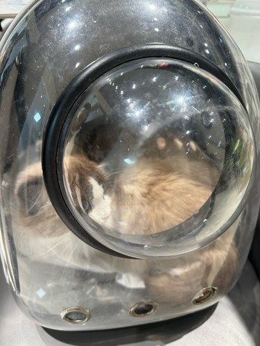 喵星人的美容院日常