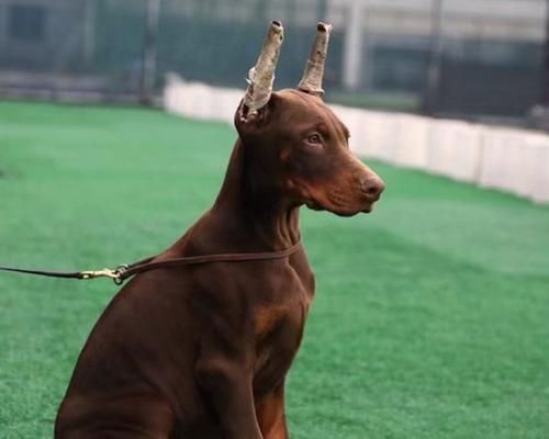 如何处理受伤的杜宾犬（以宠物为主，紧急情况下的正确处理方法）