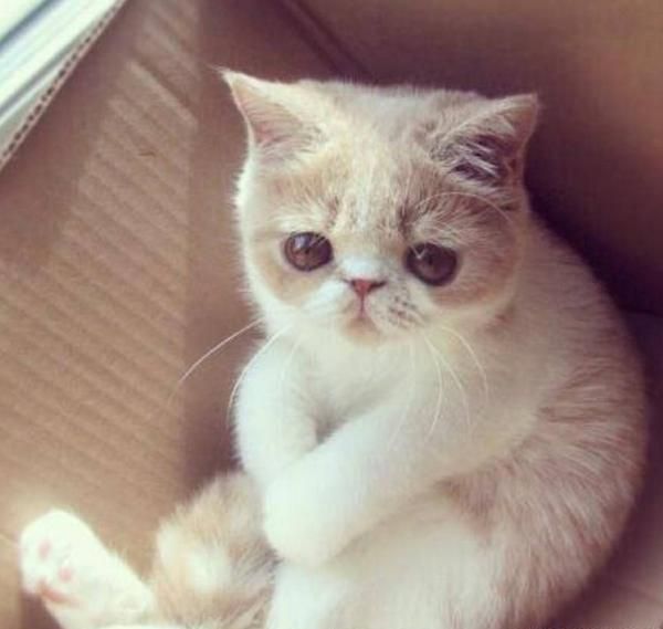 宠物猫生病需要注意哪些？！