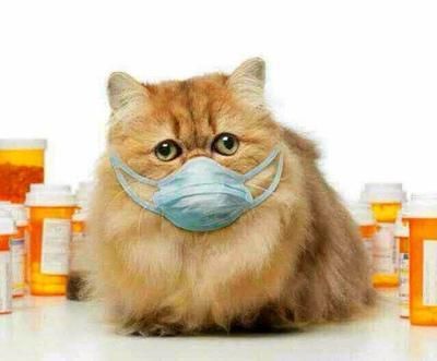 宠物猫生病需要注意哪些？！