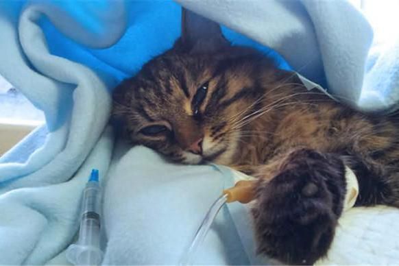 宠物猫生病需要注意哪些？！