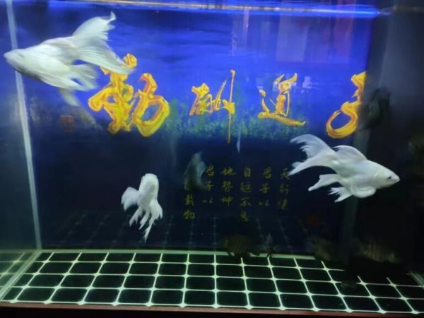 多种鱼混养怎么喂饲料?其实混养前就需要考虑好